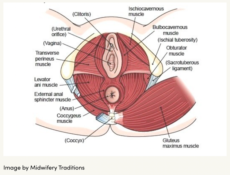Biology is not destiny, part 2: Pelvic Organ Prolapse (POP)
